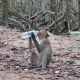 Can gio monkey island 1 day trip from ho chi minh city